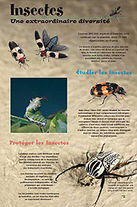 exposition insectes une extraordinaire diversite net