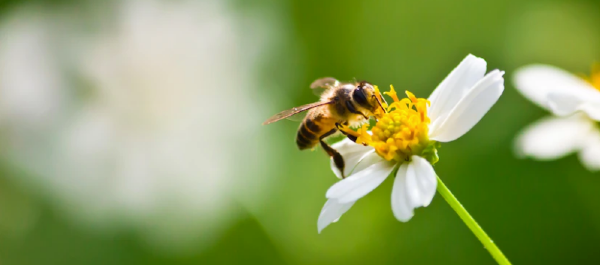 banniere tremery abeilles
